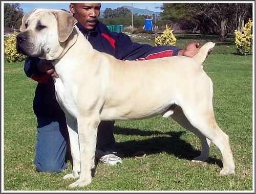 champion boerboel