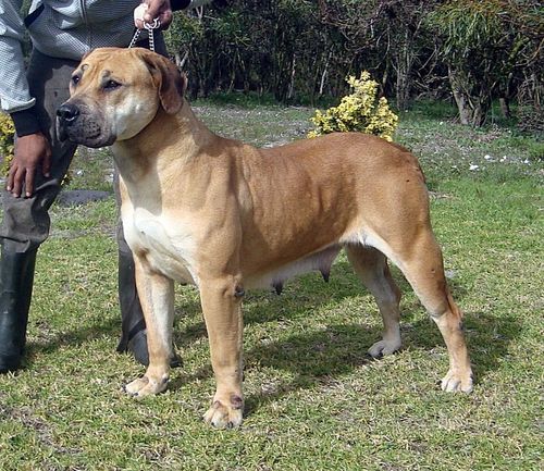 Champion boerboel sales